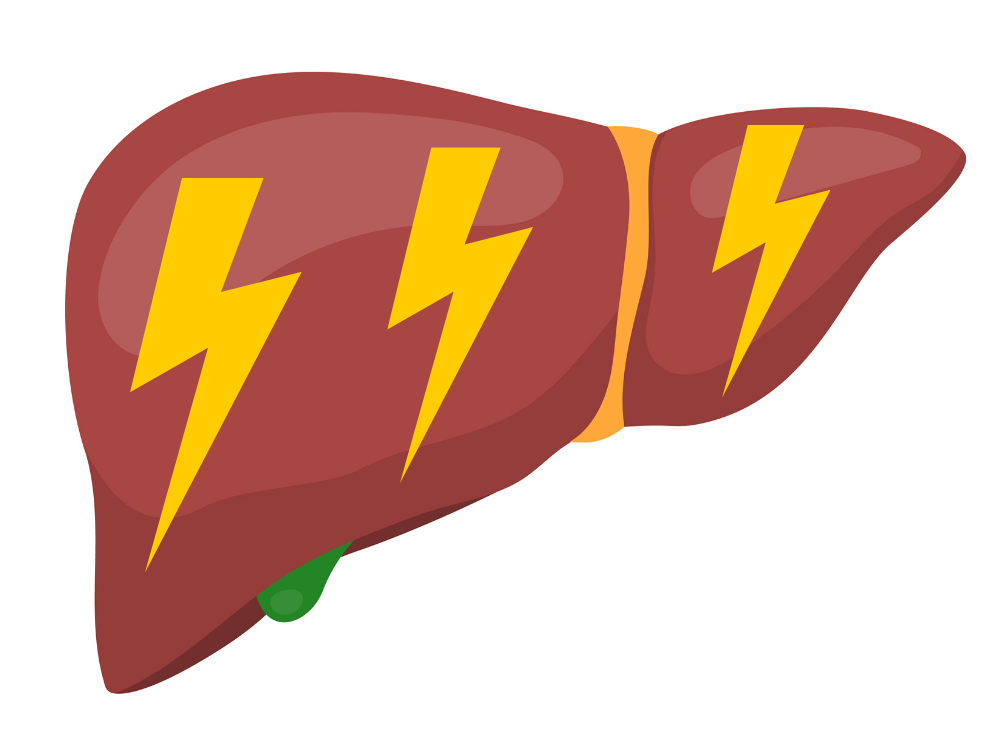 The liver can store a lot of energy in the form of carbohydrates